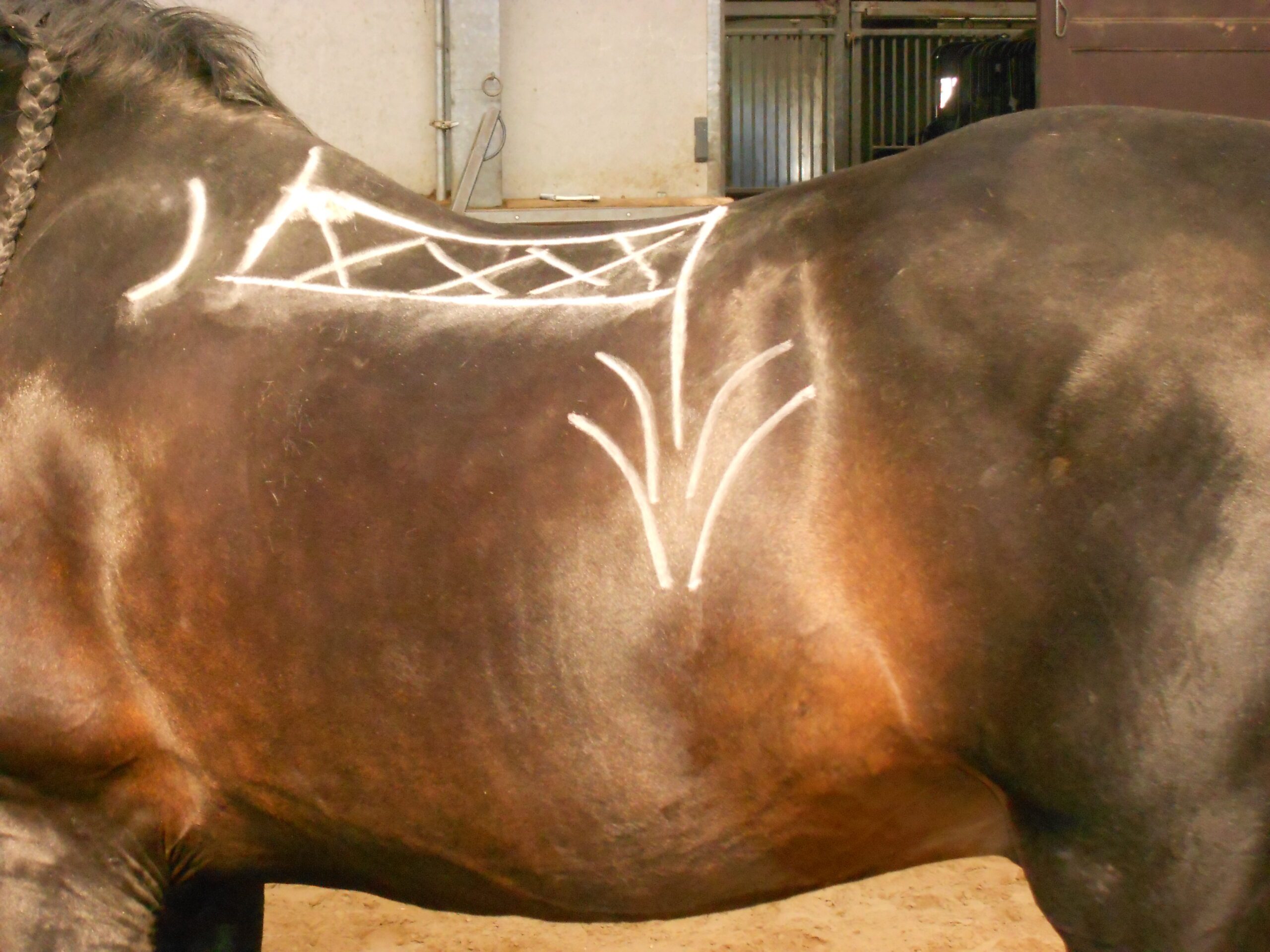 Hoe hoort een zadel te liggen op uw paard?